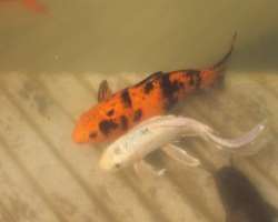 The children also loves to see various types of big and small fishes in the Sarovar.